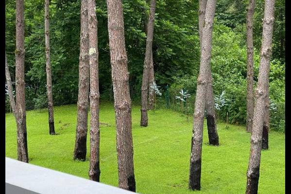 Buxus Hotel Shekvetili