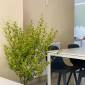 Buxus Hotel Shekvetili