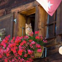 Chalet (10 Adults)