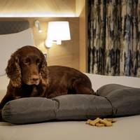 King Guest Room - Pet Friendly