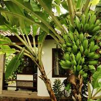 One-Bedroom Villa with Garden View
