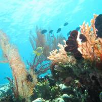 Special Offer - Snorkelling Package at Deluxe Double Room with Garden View