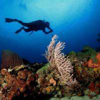 Special Offer - Stay and Dive at Deluxe Double Room