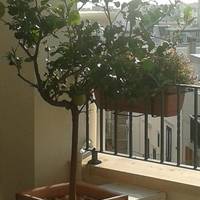 Single Room with Balcony