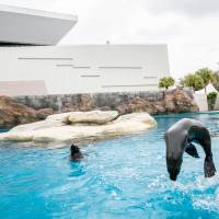 Sealion show package - Imperial Club Ocean view King room（unlimited entry to Waterpark，2 persons sealion photo fun，1 time sealion show visit per room，1 time 2 persons buffet dinner）