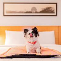 King Room - Pet Friendly