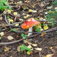 Autumn Package