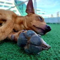Pet Friendly Room - up to 10Kg