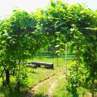 Basic Triple Room