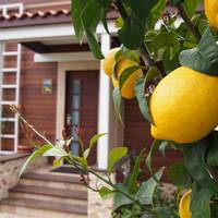 Limon Double Room