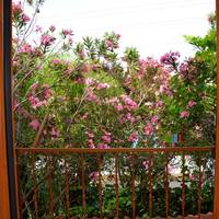 Villa with Garden View