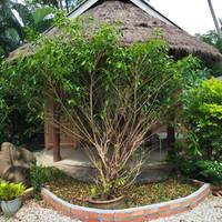 Budget Bungalow