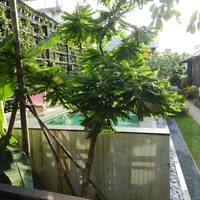 One Bedroom Premium Villa