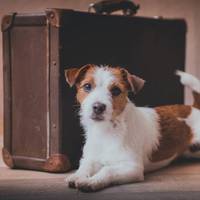 Pet Friendly Economy Family Room