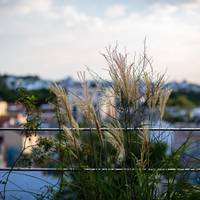 Apartment with Garden View