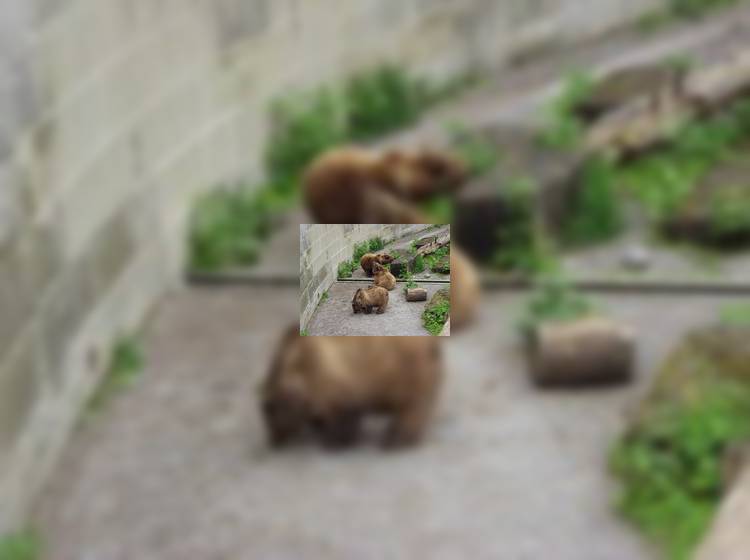 В Берне открывается новый Медвежий парк