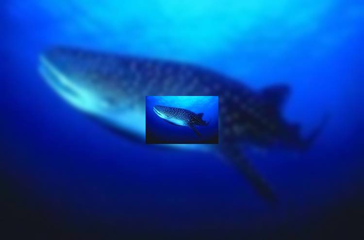 В Джибути туристов приглашает полюбоваться на китовых акул