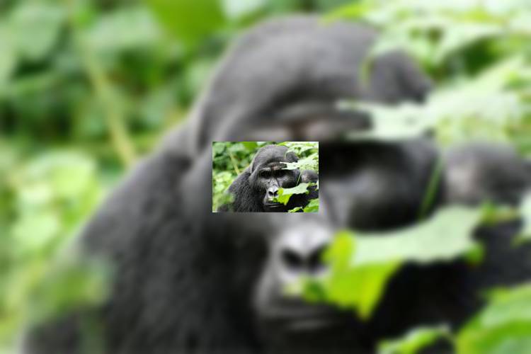 Туристы едут в Уганду ради горилл