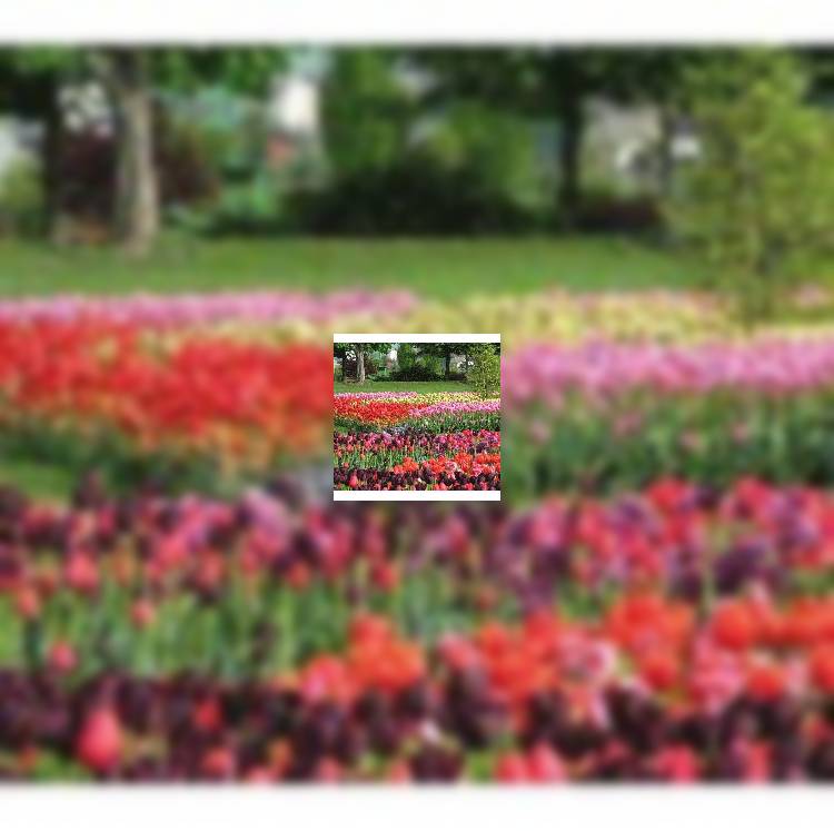 Словения: в парке Volcji Potok Arboretum откроется выставка тюльпанов