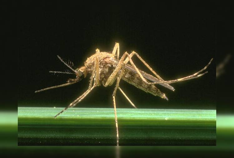 Великобритания: Карибские комары заражают лихорадкой 