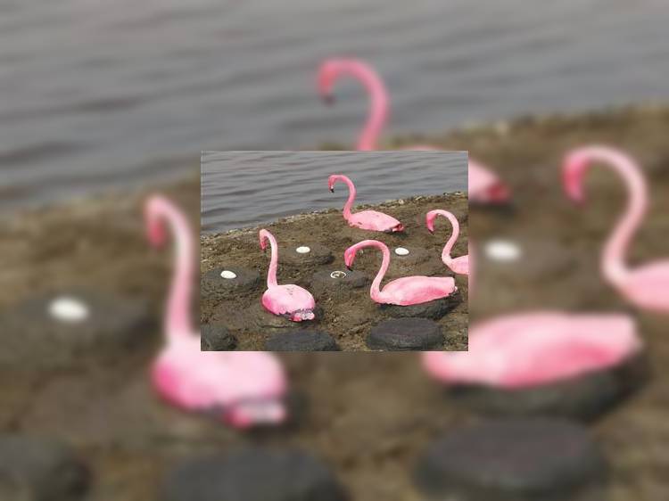 Турция: В Измире создан остров для фламинго