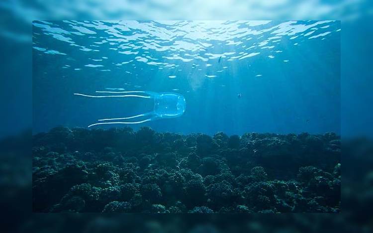 Таиланд: Осторожно — в море кубомедузы