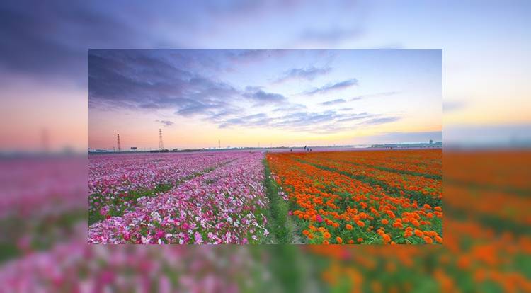 Китай: Цветочный фестиваль в Хайтанге откроется 15 января