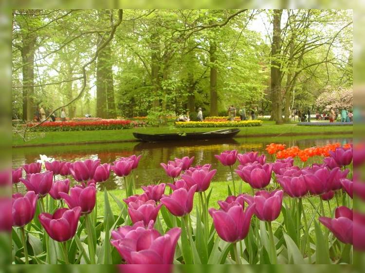 Нидерланды: Парк цветов Кекенхоф открылся