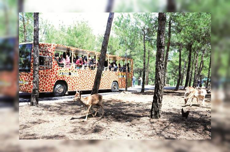 Турция обзавелась первым сафари-парком