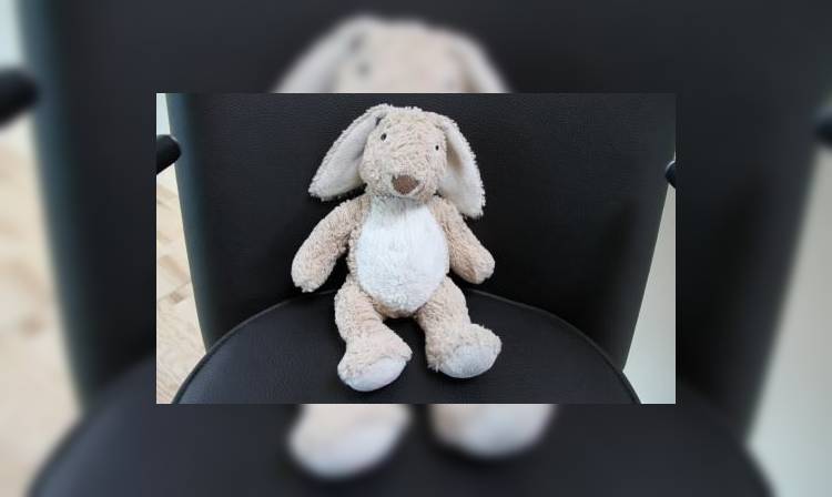 Датский аэропорт ищет хозяина для кролика