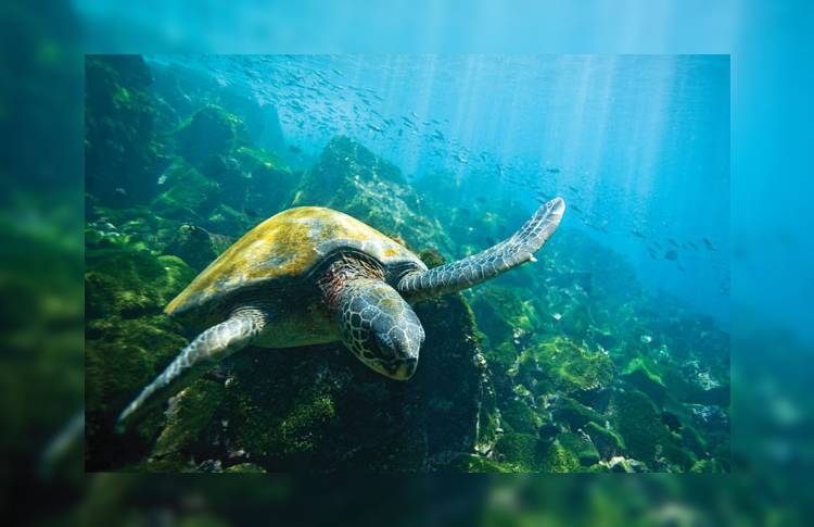 Крупнейший в мире морской заповедник создан на Галапагосах