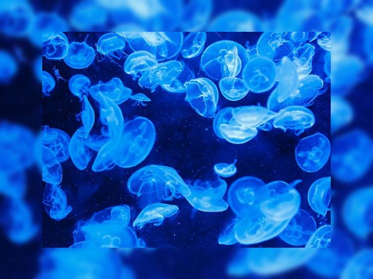 «Португальские кораблики» добрались до Ирландии