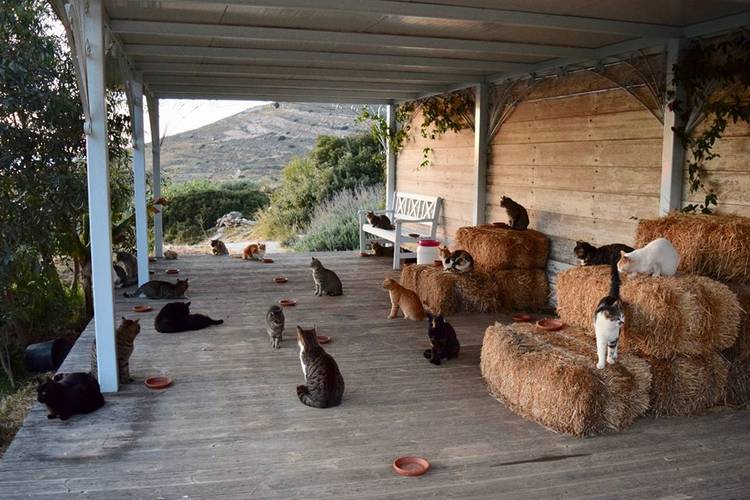 Жить в Греции, ухаживать за котами и получать 500 евро в месяц