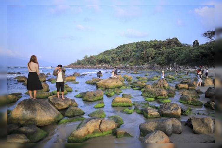 За что туристы полюбили пляж, покрытый мхом в Дананге 