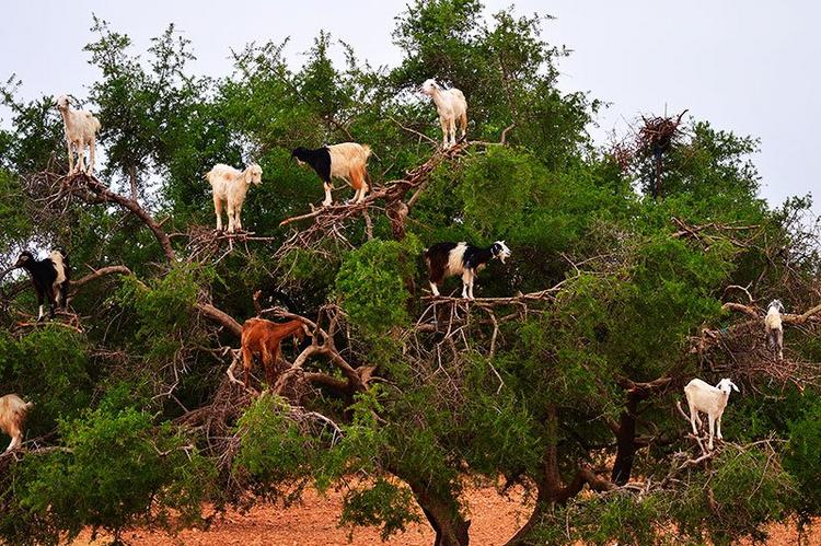 Как туристов обманывают в Марокко и при чем тут козы 