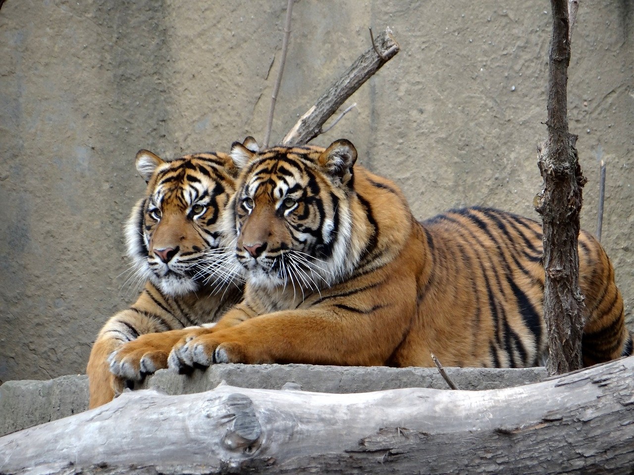 Два тигра фото