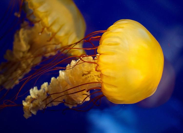 Гигантские двухметровые медузы появились у берегов Коста-дель-Соль в Испании