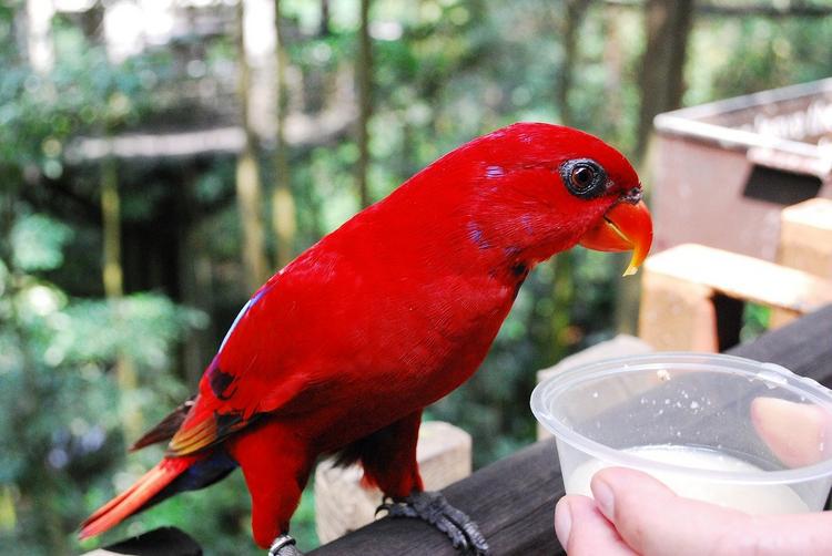 Крупнейший в Азии парк птиц объявил о прекращении деятельности