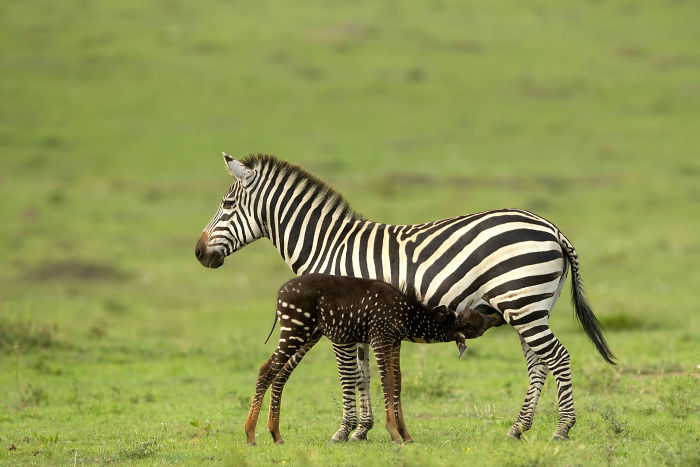 Необычная зебра «в горошек» родилась в Кении
