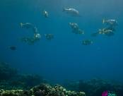 Dahab DiveBuddy