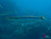 Dahab DiveBuddy