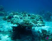 Dahab DiveBuddy