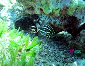 Dahab DiveBuddy