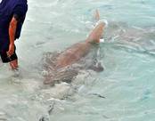 Reethi Beach 2012Ноя