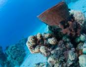 Красное море, Египет, Хургада избранное 1