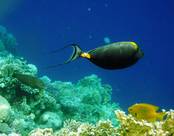 RED SEA AL NABILA