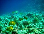 RED SEA AL NABILA