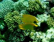 RED SEA AL NABILA