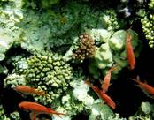 RED SEA AL NABILA