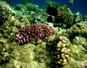 RED SEA AL NABILA